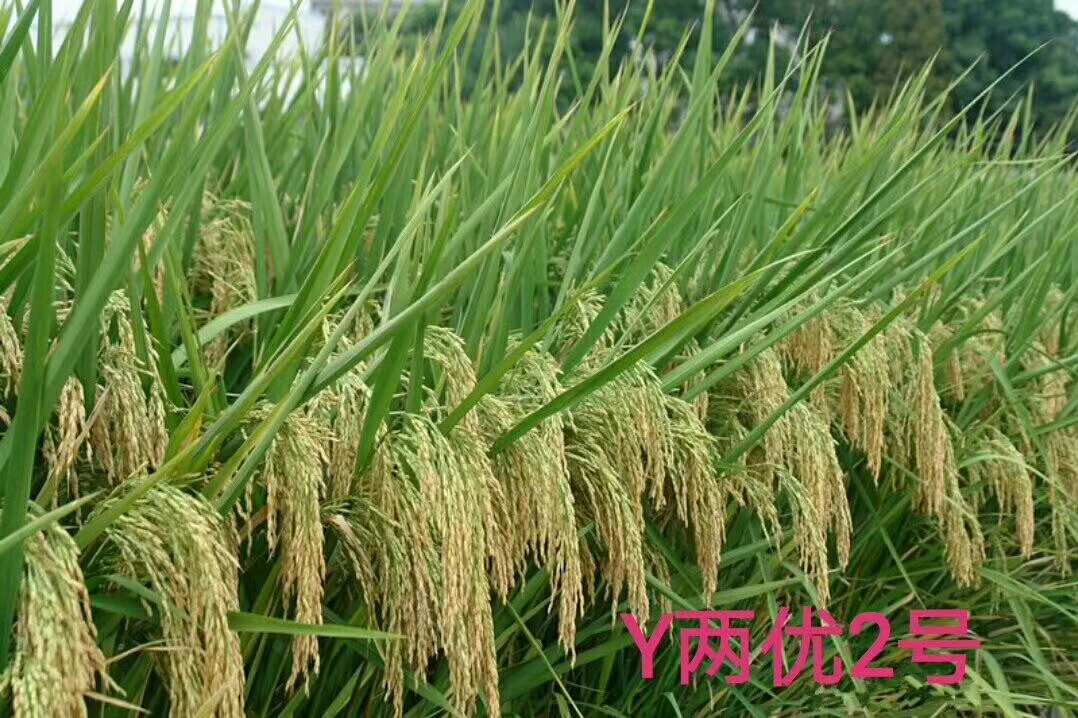 Y两优2号.jpg