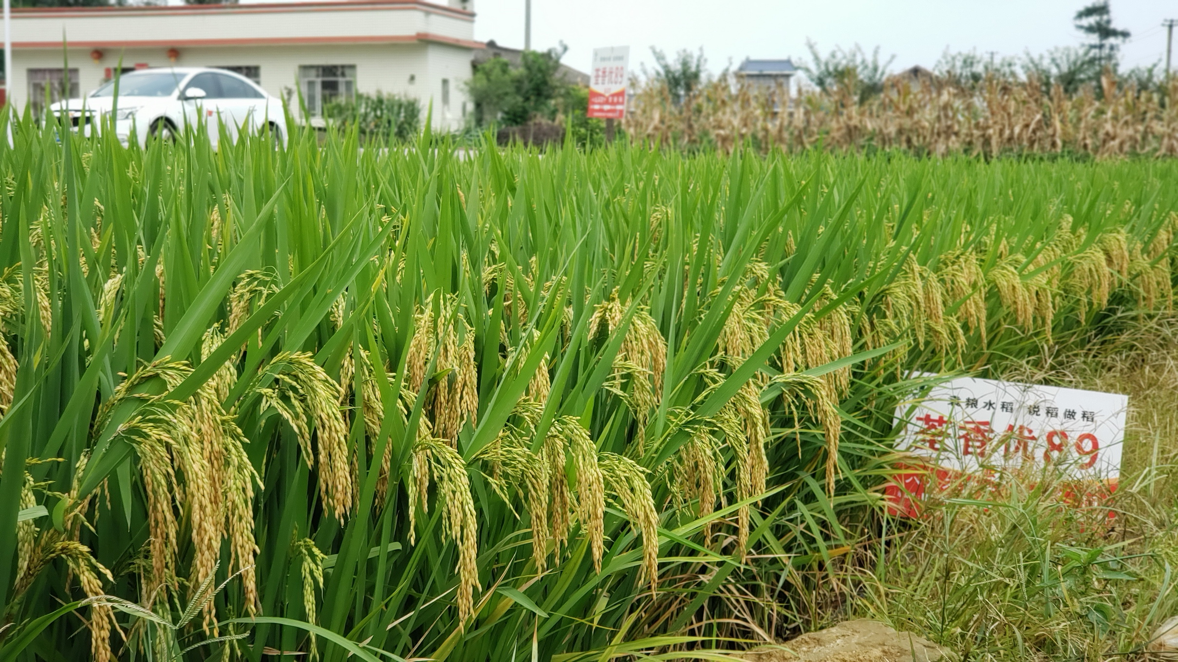 荃香优89-2 -xiao.jpg